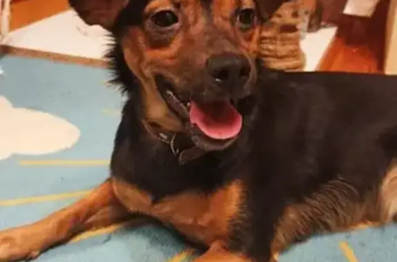 Найдена собака, , фото: Найдена дружелюбная собака на ул. Ленина, Барановичи