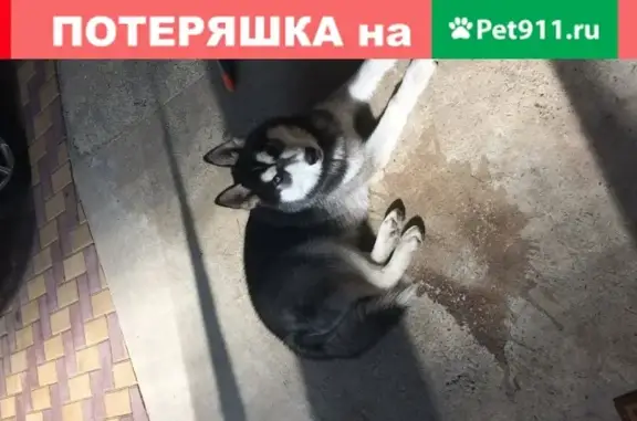 Пропала собака Айк на ул. Пушкина, Республика Адыгея
