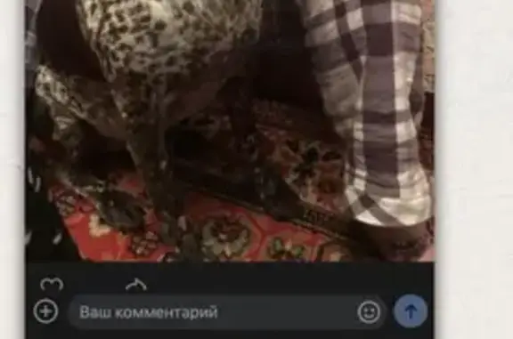 Пропала охотничья собака с клеймом в Наро-Фоминске