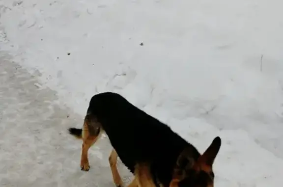 Собака бегает по Сов. Армии и Северо-западной в Барнауле