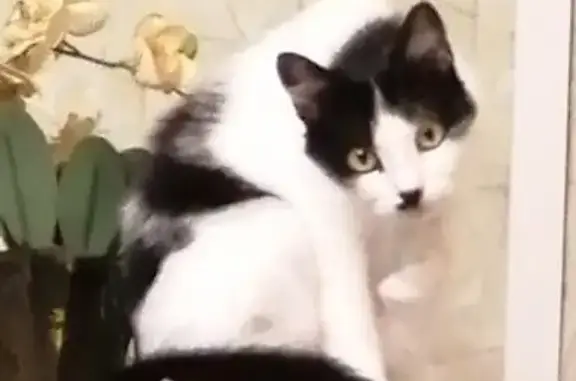 Потерянные животные Багаевская, фото: Пропала кошка в Багаевской, Пограничная ул., 38