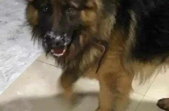 Собака с ошейником найдена в Переславле-Залесском