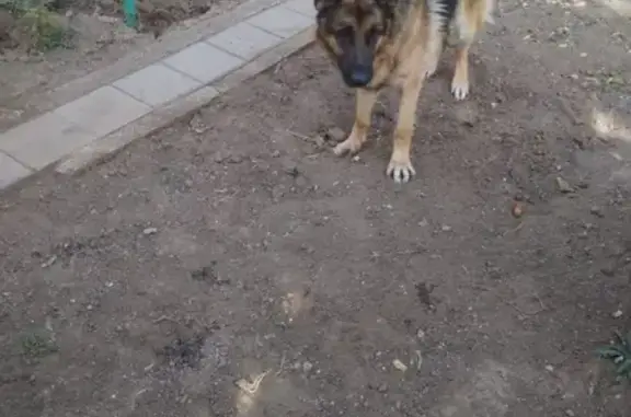 Пропала собака Буран на ул. Горького в Керчи.