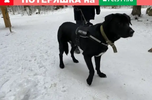 Собака найдена на Кукковке в Петрозаводске.