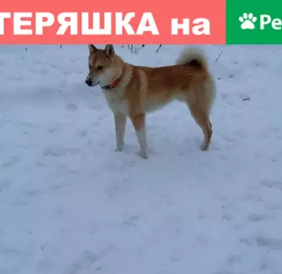 Пропала собака в Казани
