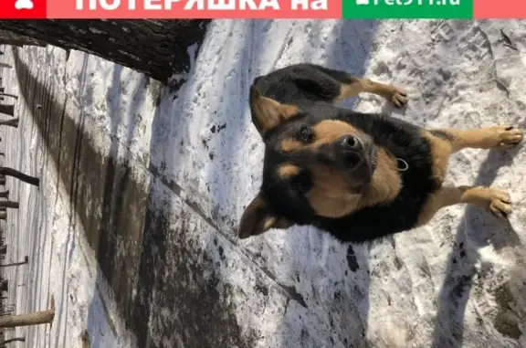 Найден мальчик-собака, боязливый, возле подъезда в Москве.
