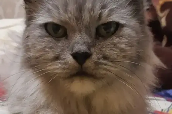 Ласковая кошка Кошечка найдена в Казани