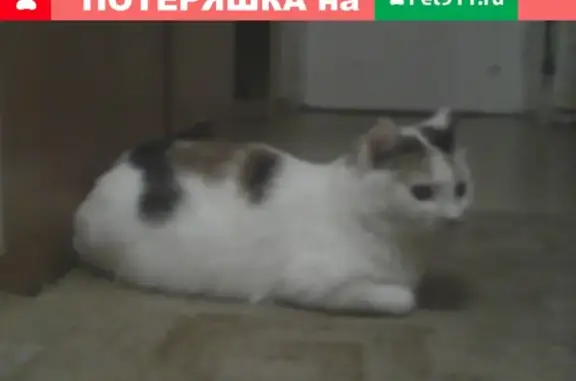 Кошки потеряшки, Санкт-Петербург, фото: Потеряшка трёхцветная кошка на Сестрорецкой улице, 2