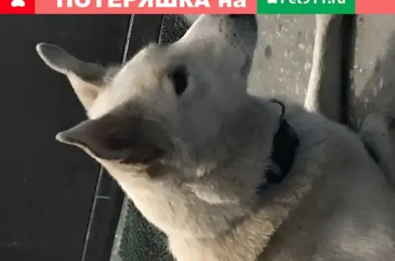 Умная и добрая собака найдена в Свердловском районе, Красноярск