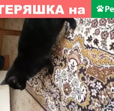 Найдена Чёрная Маленькая Кошка в Владимире на Зелёной улице