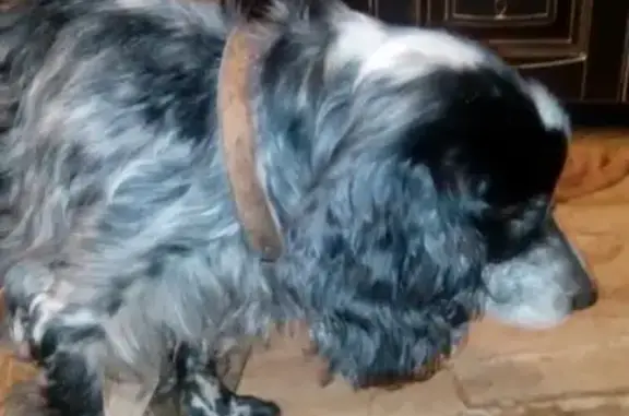 Пропала глухая собака в Володарске, возможно на Автозаводе