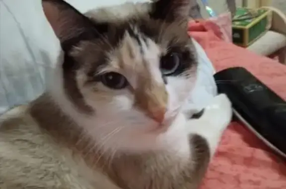 Объявления о пропавших и найденных животных, Екатеринбург, фото: Пропала кошка Конфетка в Екатеринбурге