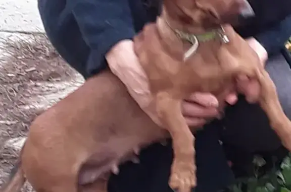 Собаки потеряшки, Анапа, фото: Потеряшка рыжая Такса на ул. Ленина, 189 (Краснодарский край)