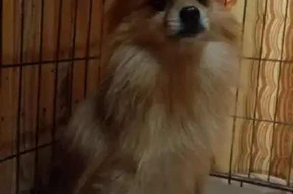 Собака Шпиц найдена в Ростовском районе Ярославской области