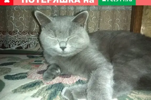Пропал кот Матвей на Октябрьской площади, Россошь.