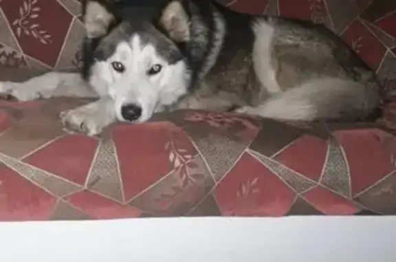 Найдена умная собака во Владикавказе