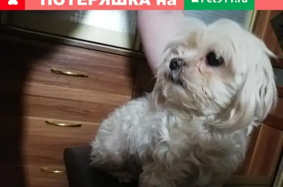 Собака найдена на Ткачёва 14 в Волгограде