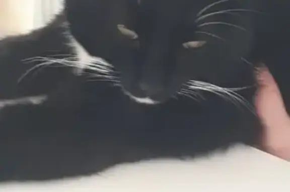 Найдена кошка в Монаково, ищем хозяев