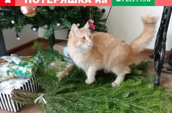 Пропала кошка Мия, Астрахань, 2-я Тувинская ул.