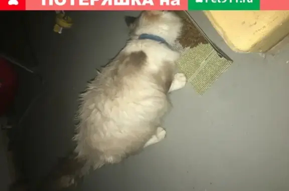 Найдена кошка в Омске, 3-й Амурский проезд 3к1