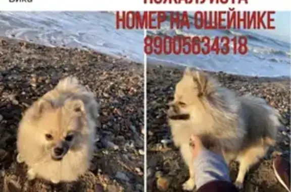 Собаки потеряшки, Калининград, фото: Потеряшка собака на ул. Куйбышева, 151