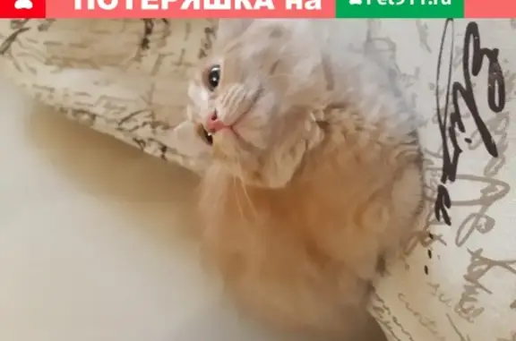 Найдена домашняя рыжая кошка на Забайкальской, 55
