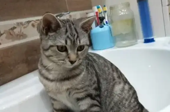 Пропала кошка в ЖК Золотой город, Краснодар