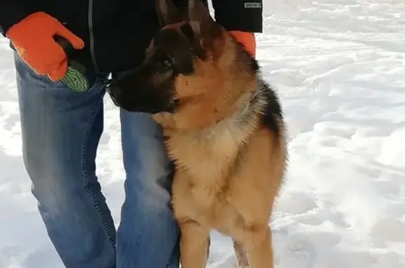 Найден пёс немец на проезжей части в Челябинске