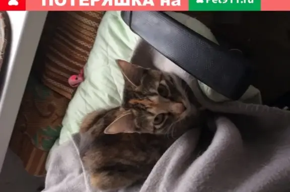 Найдена кошка Кошечка на Транзитной улице в Красноярске