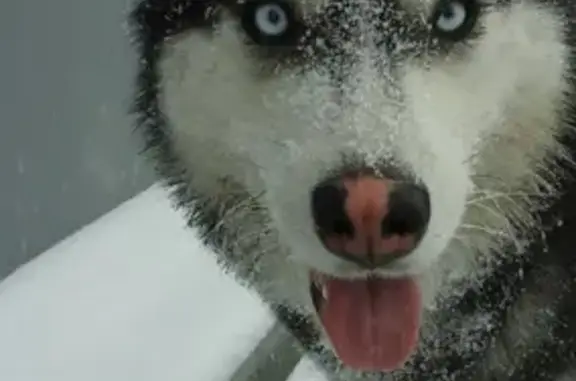 Собаки потеряшки, Новокузнецк, фото: Потеряшка кобель Хаски Газ на пр. Авиаторов, 35Б (Новокузнецк)
