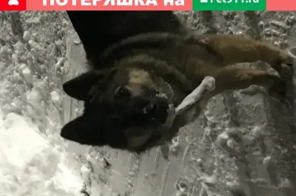 Собаки потеряшки, Новокузнецк, фото: Потеряшка собака в Новокузнецке