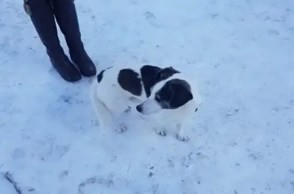 Объявления о пропавших и найденных животных, Ростов-на-Дону, фото: Собака с ошейником ищет хозяина на Казахской улице, Ростов-на-Дону