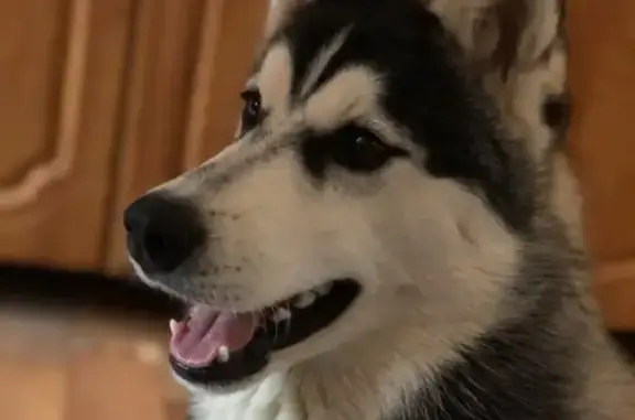 Собаки потеряшки, Астрахань, фото: Потеряшка Хаски на Кубанской улице, Астрахань