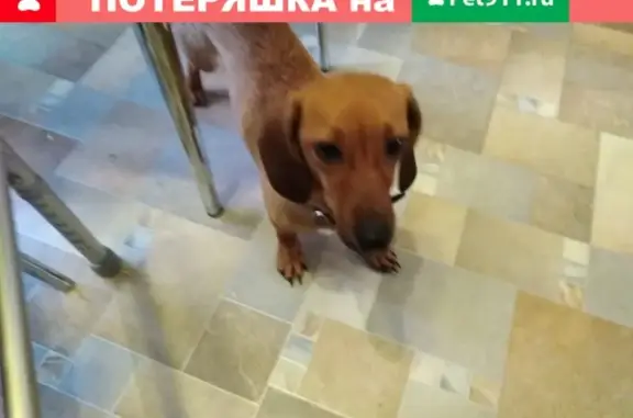 Собака Девочка с ошейником найдена в Вязьме