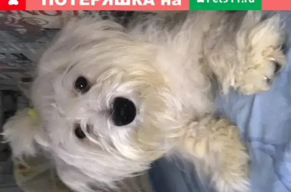 Пропала собака с ошейником в Новосибирской области