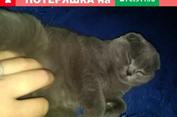 Объявления о пропавших и найденных животных, Саранск, фото: Пропала кошка на Гожувской, 28