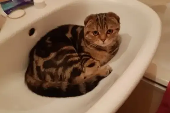 Собаки потеряшки, Ульяновск, фото: Потеряшка вислоухая собака в Ульяновске, вознаграждение 5т рублей