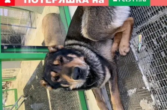Собака найдена в Мо Дмитровском районе Москвы.