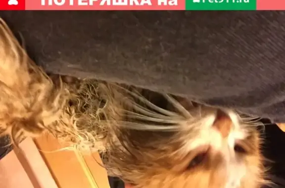Найдена ласковая кошка на Политехнической