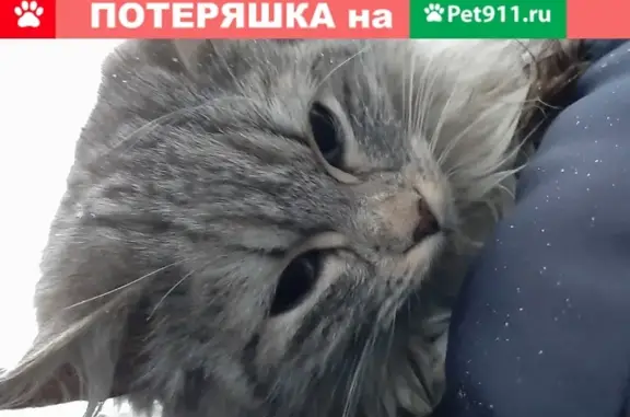 Найдена маленькая кошечка на Ленинградском шоссе