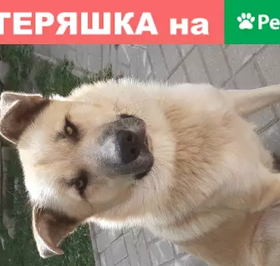 Собаки потеряшки, Калининград, фото: Потеряшка собака в Калининграде: Двортеръер, мальчик, 1год 9мес, окрас бежево-рыжий. Убежал с улицы Суворова СНТ Космос.