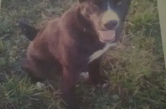 Пропала собака Джек в деревне Паткино, Московская область