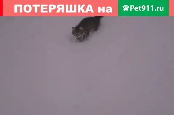 Пропала кошка Марс, Пермь, Ялуторовская ул. 34