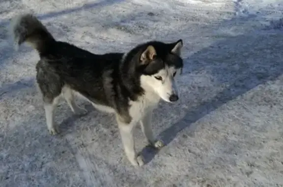 Собака Игривый найдена на улице Константина Симонова, 18
