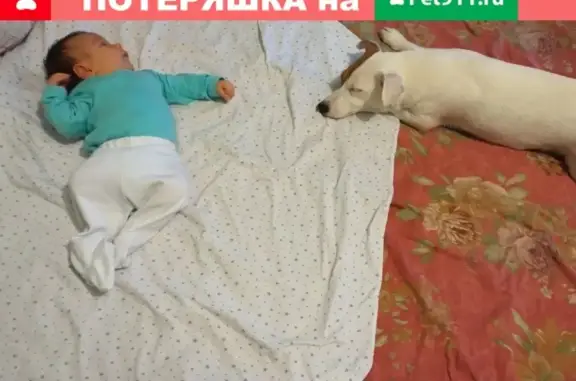 Пропала собака Нани с адреса Галицкая 8, вознаграждение гарантировано
