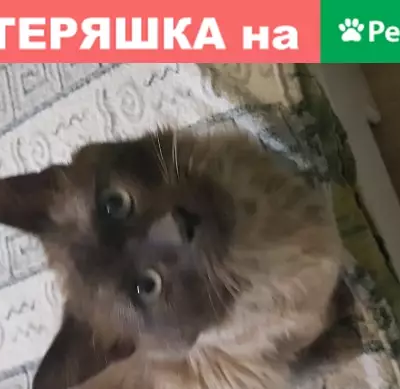 Найден молодой котик на чердаке частного дома в Перми