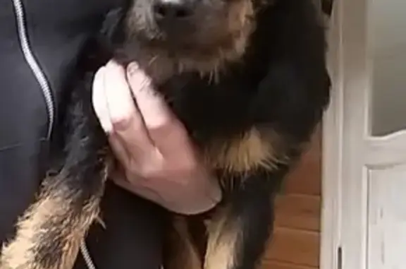 Пропала собака Марик в Хотеичах, Московская область