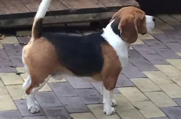 Пропала собака в Наро-Фоминском районе, ищем с ярким трехцветным окрасом.
