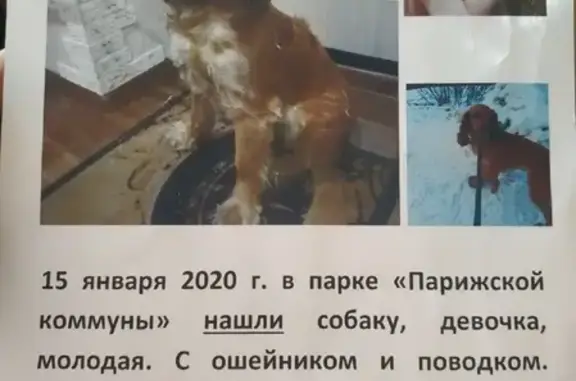 Собака найдена в Иркутске на фото