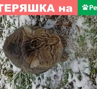 Пропала кошка Вася в Кубанском стане